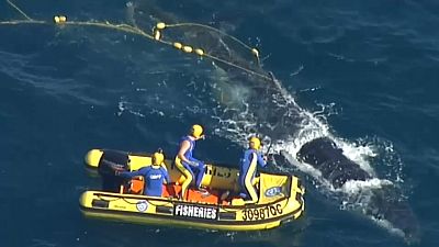 Baleia jubarte libertada das redes de tubarões na costa da Austrália