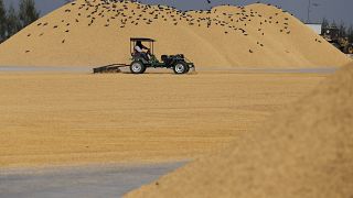 مصر تستورد مئات آلاف الأطنان من الأرز الشعير خلال العام المقبل