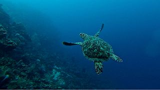 Watch how these turtles are protected in Costa Rica