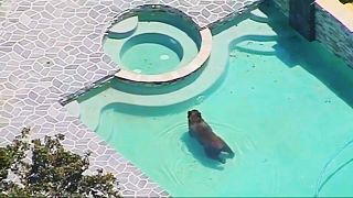 Wild bear cools off in Los Angeles swimming pool