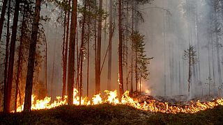 Wildfires rage in Arctic Circle as Sweden calls EU for help