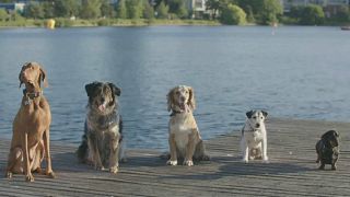 كلاب في لندن تتغلب على حرارة الصيف باللهو والسباحة!