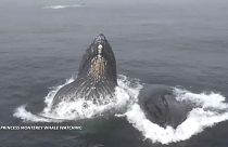 نهنگ‌های گوژپشت در نزدیکی قایق توریست‌های خلیج کالیفرنیا