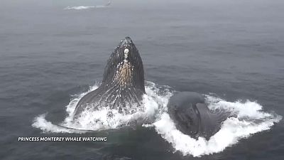 شاهد : زوج من الحيتان الحدباء يتناول الطعام في كاليفورنيا
