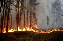 İsveç orman yangınlarını söndürmek için AB ülkelerinden yardım istedi