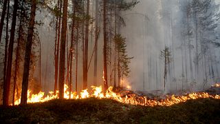 İsveç orman yangınlarını söndürmek için AB ülkelerinden yardım istedi
