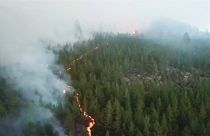Wälder im Wert von fast 60 Millionen Euro verbrannt