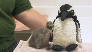 Premature baby penguin saved at London Zoo