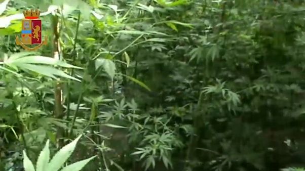 Calabria, l'erba della ndrangheta. Anche i droni per coltivare 26.000 piante di marijuana Calabria, l'erba della ndrangheta. Anche i droni per coltivare 26.000 piante di marijuana