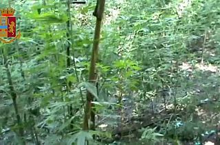 Marijuana worth millions seized in Italy