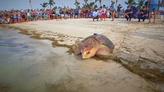فلوریدا؛ دو لاک‌پشت پس از بهبودی به دریا بازگشتند