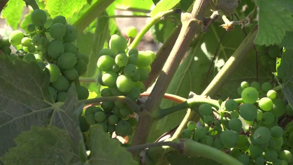 Guerre commerciale : l'inquiétude des viticulteurs californiens