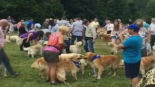 شاهد: اسكتلندا تحتفل بالذكرى الـ150 لتكاثر سلالة كلاب "الذهبي المسترد"