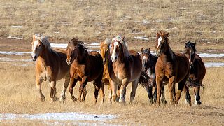 Vahşi Batı'da atlar kuraklık nedeniyle yok olma tehlikesiyle karşı karşıya