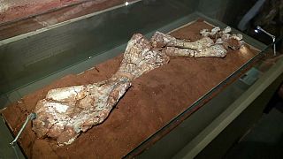 Hallado en Argentina el dinosaurio más grande del Periodo Triásico