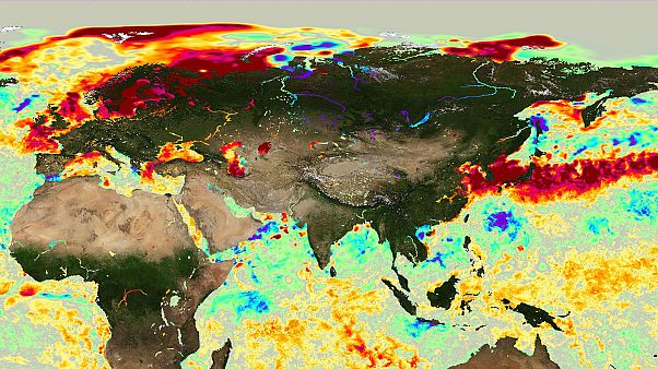 Quale l'impatto sull'ambiente dei mari più caldi di sempre, in Europa? Quale l'impatto sull'ambiente dei mari più caldi di sempre, in Europa?