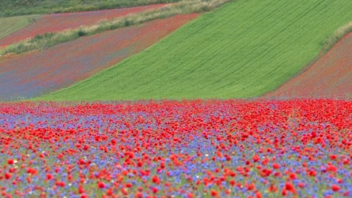 Italian landscape stuns as thousands of flowers bloom