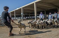 Şanlıurfa'da kurban pazarı