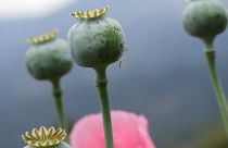 Meksika'da yetiştirilen haşhaş