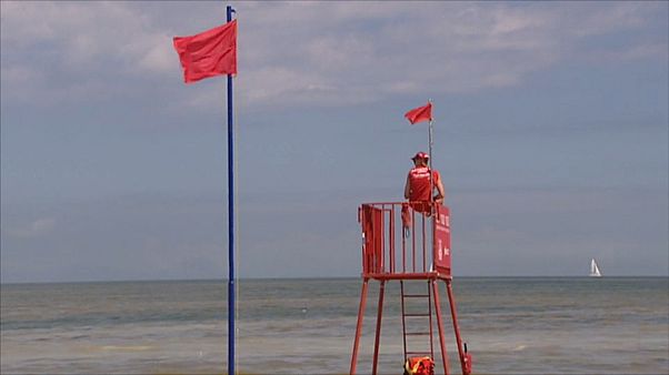 Blaualgenalarm an der Ostsee Blaualgenalarm an der Ostsee