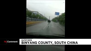 La alocada huida de un avestruz en China
