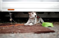 Kuzey Kore'de bunaltıcı sıcaklara karşı baharatlı köpek çorbası