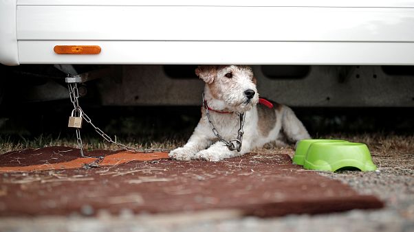 Kuzey Kore'de bunaltıcı sıcaklara karşı baharatlı köpek çorbası Kuzey Kore'de bunaltıcı sıcaklara karşı baharatlı köpek çorbası