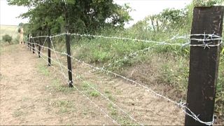Bulgaristan domuz gribinden korunmak için Romanya sınırına dikenli tel çekiyor