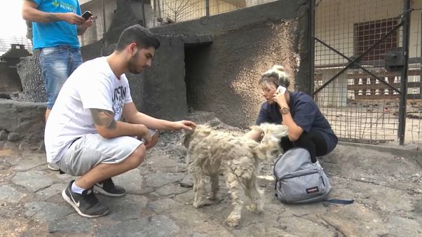 Voluntarios para salvar a los animales víctimas del fuego en Grecia Voluntarios para salvar a los animales víctimas del fuego en Grecia