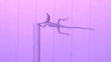 How do lizards survive hurricanes? Scientists use leaf blower to find out How do lizards survive hurricanes? Scientists use leaf blower to find out