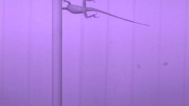 ¿Cómo sobreviven los lagartos a los huracanes? Científicos lo muestran en un vídeo ¿Cómo sobreviven los lagartos a los huracanes? Científicos lo muestran en un vídeo