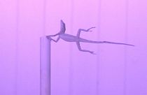 Eidechsen im Windkanal: Festklammern bei 170km/h