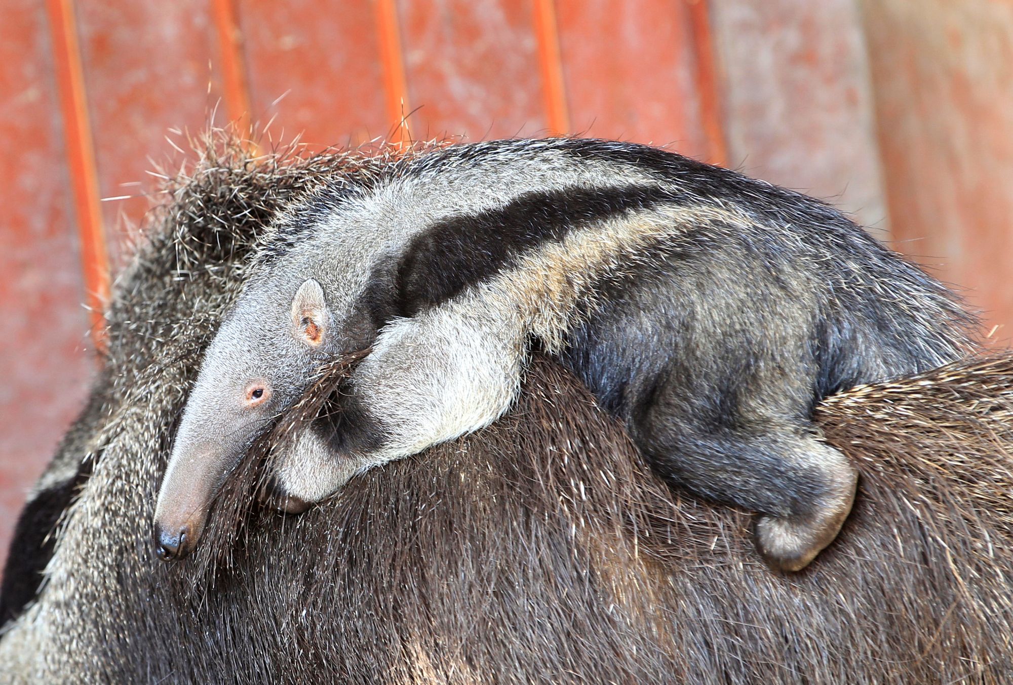 Cria de papa-formigas gigante apresentada no zoo de Frankfurt, image size:2000x1354