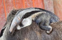 Ameisenbär im Frankfurter Zoo geboren