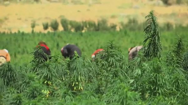 Liban : le cannabis pour relancer l'économie ? Liban : le cannabis pour relancer l'économie ?