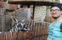 Hayvanat bahçesinde boyalı eşeklerden 'zebra'