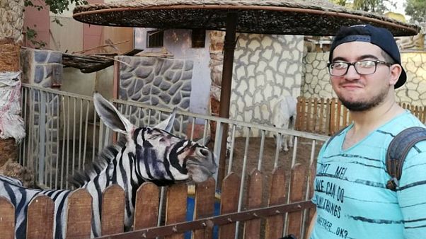 Hayvanat bahçesinde boyalı eşeklerden 'zebra' Hayvanat bahçesinde boyalı eşeklerden 'zebra'