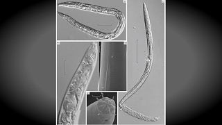 Scientists resurrect worms 42,000 years after they froze in Siberia