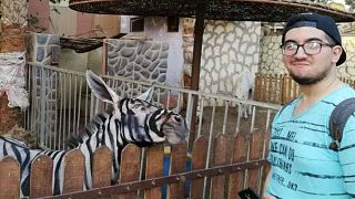 Zebrának festett egy szamarat egy egyiptomi állatkert, az intézmény tagad