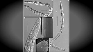 Scienziati "scongelano" e fanno risorgere vermi di 42mila anni fa