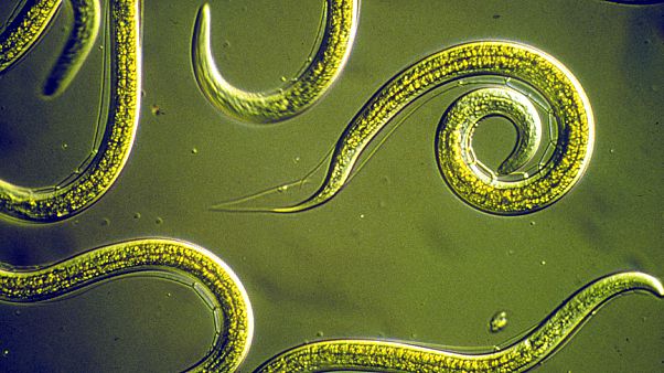 Group of Nematodes Group of Nematodes