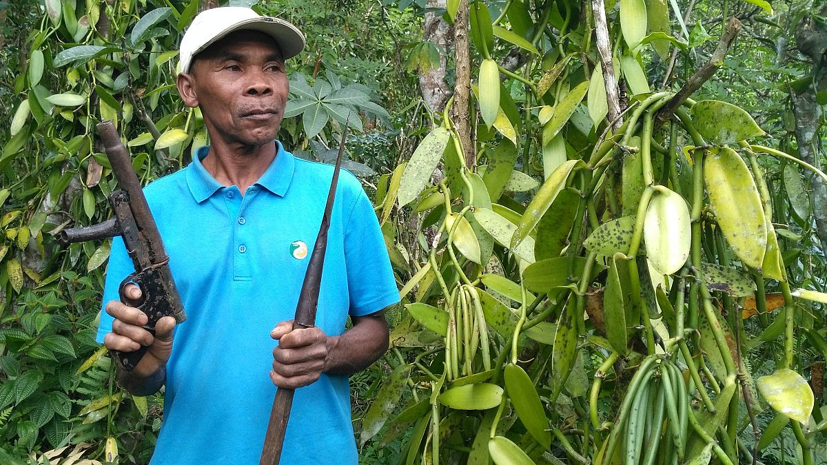 Soaring prices of vanilla affecting Madagascar farmers