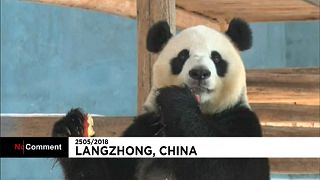 A kínai óriáspandák is megsínylik a kánikulát