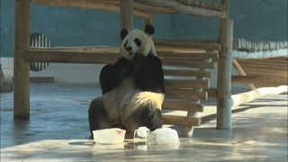 Послеполуденный отдых панд