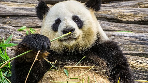 Panda Panda