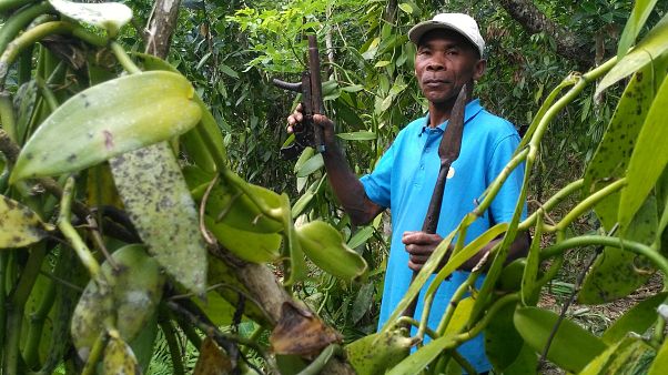 La vanille de Madagascar, une épice de luxe convoitée La vanille de Madagascar, une épice de luxe convoitée