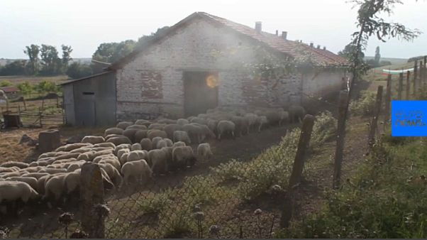 Bulgarian farmers devastated over ‘sheep and goat plague’ slaughter Bulgarian farmers devastated over ‘sheep and goat plague’ slaughter