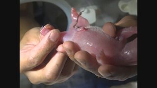 Çin'de dev panda ikiz yavru dünyaya getirdi