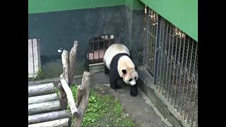 Pandaikrek születtek Kínában