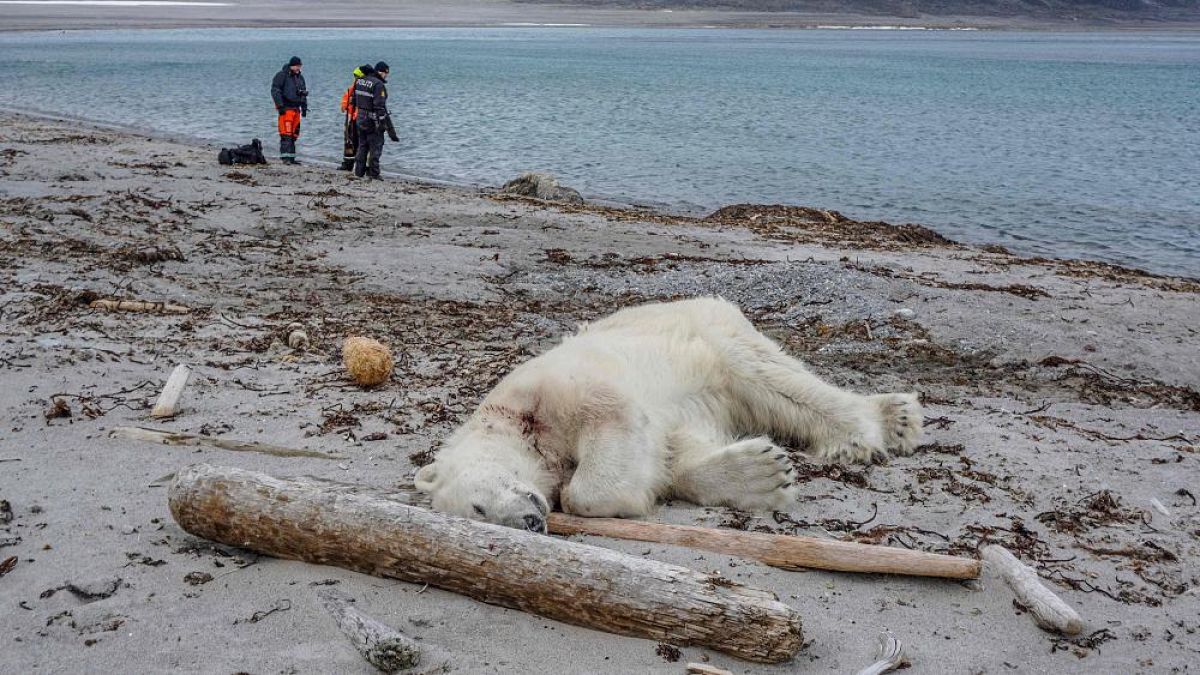 Norveç'te turistik gezi vahşete dönüştü: Kutup ayısı öldürüldü